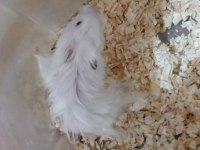 Ankara hamster 9 aylık
