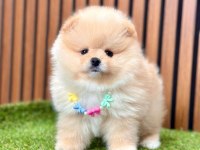 Safkan Pomeranian Boo Yavrularımız