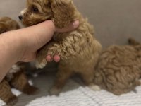 2 AYLIK DÜNYA TATLISI MALTİPOO YAVRUSU