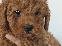 Toy Poodle Yavrularımız