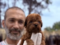 Kore Poodle Köpeği