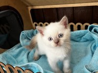 British Shorthair Yavru Kediler