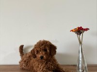 UYGUNA AİLEDEN UFAK BOYUTLU TOY POODLE