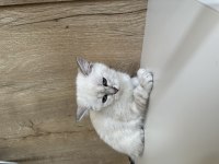 British shorthair erkek