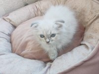British longhair uygun puanlı