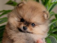 Yeni ailelerini arayan minik pomeranian prensesler