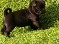 PUG MOPS KUSURSUZ GUZELLİKLER