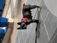 Dişi French Bulldog