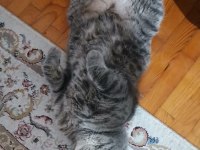 Yakışıklı scottish fold oğluma aynı ırktan eş arıyorum