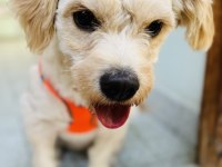 EĞİTİMLİ MALTİPOO