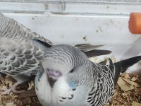 Maşallah show jumbo muhabbet kuşu damızlık ve yavrular