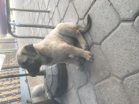 Hakiki Kangal Yavruları