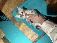 69 Günlük Dişi British Shorthair