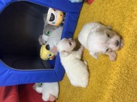 MALTESE 1 DAHA KÜÇÜĞÜ YOK