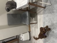 2.5 AYLIK TOY POODLE YAVRU