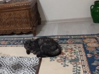 USLU BRİTİSH SHORTHAİR EV KEDİSİ YENİ YUVASINI ARIYOR