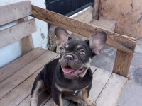 Coco tan egzotik french bulldog erkek yavru