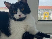 Meraklı heyecanlı kedimiz