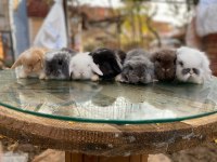 HOLLANDA LOP TAVŞANI YAVRULARIMIZ