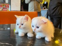 Scottish fold yeterince anne sütü aldı oyuncu kediler