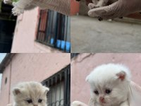 British Shorthair Golden Yavrularımız