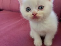 British longhair 45 günlük kedimiz
