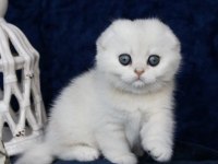 Mavi Boncuğumuz Silver Scottish Fold Shorthair