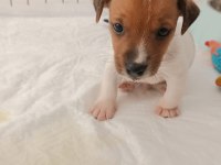 DÜNYALAR GÜZELİ JACK RUSSELL YAVRUMUZA YUVA ARIYORUM