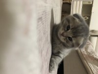 Scottish fold yavrular ve anne sahiplendirilecektir