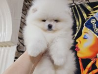 Pomeranian Boo Ayı surat Yavrular