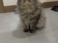 Persian cinsi oğlumuz acil yuva arıyor