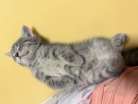 British Longhair 55 Günlük
