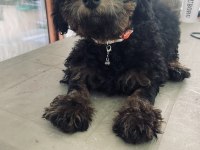 Siyah Toy Poodle 4 Aylık