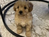 2 aylık yakışıklı maltipoo cinsi oğlumuz