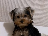 Teddy Yorkshire Terrier