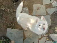 SAFKAN SÜT BEYAZ SİBİRYA KAHVE RENKLİ GÖZ