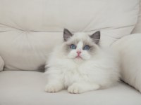 Full şecereli ragdoll yavruları