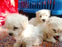 Terrier maltese yavruları