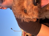 6 aylık aşıları tam sessiz sakin Toy poodle