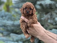 Toy Poodle Kore Bebekler Teslime Hazırlar