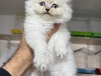 A kalite Top Kafa Dişi British Longhair Yavrumuz