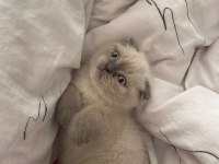 Ev ortamından sağlıklı scottish fold bebekler