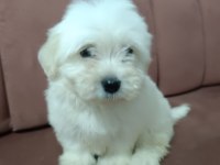 Maltese 5 şivava yavrularımız