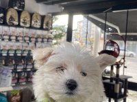 Yavru terrier sevilcan