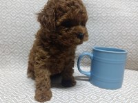 TEA CUP BOYUTLARDA KORE POODLE BEBEKLERİMİZ