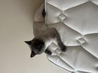 Blue Point British Shorthair