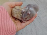 Gonzales yavru hamster