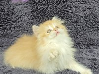 Güzel british longhair kızım yeni evini arıyor