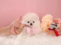 Minik Teacup Pomeranian Boo