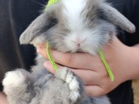 Pofuduk Teddy Lop Tavşan